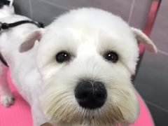 -宠福鑫康馨动物医院·骨科·眼科