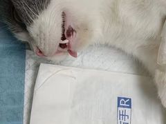 -爱佳宠物中心医院24H·CT·骨外科·猫专科(瑶海万达店)