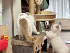-babydoll猫舍·米努特·德文·缅因(久光中心店)