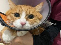 -艾贝尔宠物医院·24H转诊中心·肿瘤猫专科(江宁双龙店)