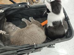 -喵园·猫主题咖啡厅·撸猫·猫咖(国贸店)