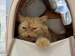 -纳吉亚猫专科动物诊疗中心(蒋宅口分院)