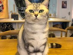 -平行世界·猫咖(首经贸店)