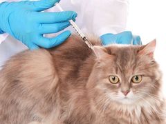 -艾贝尔宠物医院·24H转诊中心·肿瘤猫专科(江宁双龙店)