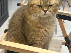 -Heymao猫咖.咖啡厅(东门店)