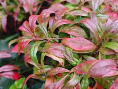 -西岭雪山大飞水景区