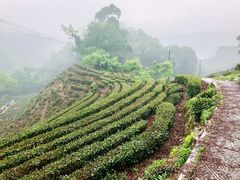 -十八棵（老龙井）御茶园(老龙井店)