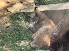 -青藏高原野生动物园