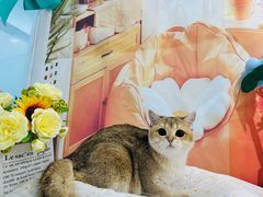 -爱洗澡的猫(望京店)