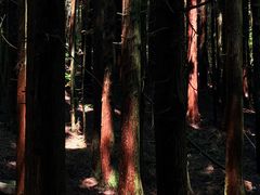 -武陵山森林公园