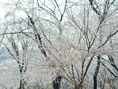 -老山国家森林公园