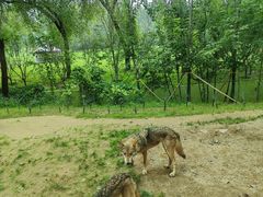 -北京野生动物园