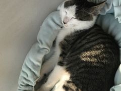 -艾贝尔宠物医院·24H转诊中心·肿瘤猫专科(江宁双龙店)