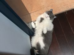 -爱侣宠医·鹦鹉专科·小型哺乳类·异宠专科(灵石路店)