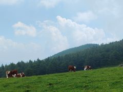 -芦芽山旅游度假区