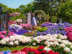 -上海鲜花港