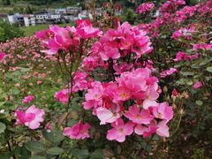 -镇坪县曙坪小学