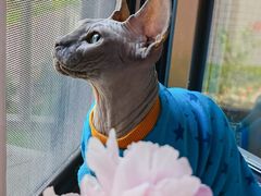 -北京观赏动物医院·24小时大型综合·猫专科·异宠专科