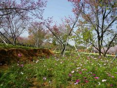 -天适樱花悠乐园