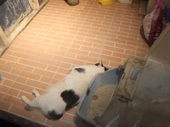 -猫咪博物馆(顶澳仔猫街店)