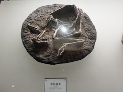 -辽宁古生物博物馆