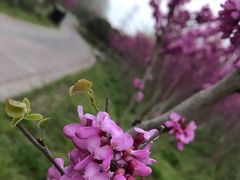 -合肥滨湖国家森林公园