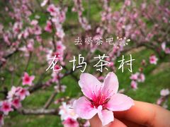-龙坞茶村