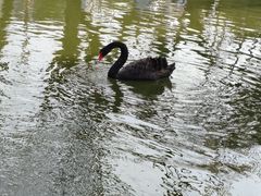 -翠湖公园