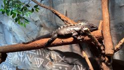 -Zoolung Zoolung动物主题公园(海信广场店)