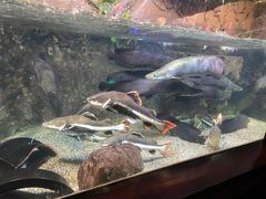 -太平洋海底世界