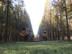 -黄海国家森林公园