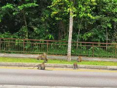 -武吉知马自然保护区