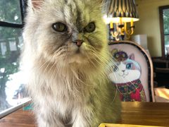 -more than meow吴止猫主题餐厅(承德 中船汇店)