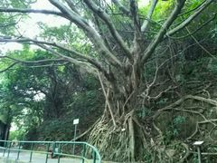 -南丫岛