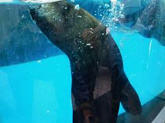 -海合安成都极地海洋公园