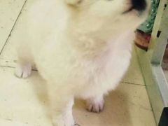 -芭比堂动物医院·犬猫全科·异宠专科(雁塔分院)
