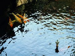 -金鸡湖桃花岛