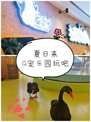 -七巧国萌宠乐园(龙湖天街店)