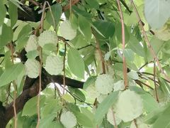 -云溪植物园