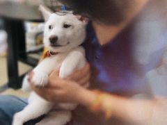 -逗柴咖啡屋·狗咖猫咖宠物桌游