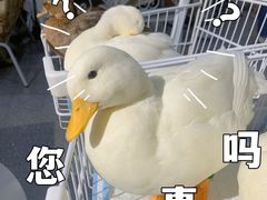 -共舞时光猫咖·狗咖(新街口店)