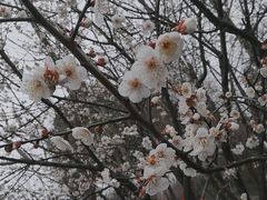 -香雪海