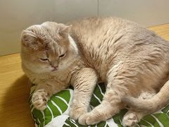 -青奢宠物·青奢猫舍