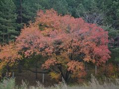 -吊水壶国家森林公园