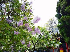 -八大关景区