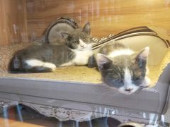 -喵百万·布偶·蓝金金渐层英短·猫舍(百子湾店)