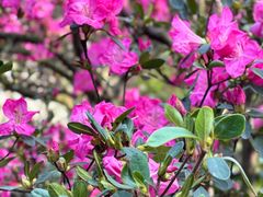 -深圳市中科院仙湖植物园