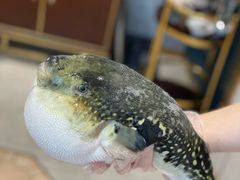 -鲐赏河豚(长寿店)