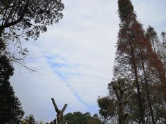 -桂湖森林公园