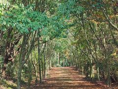 -上海海湾国家森林公园